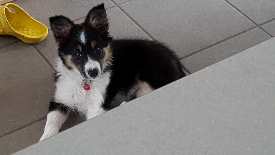 Border collie Zoom billede 9