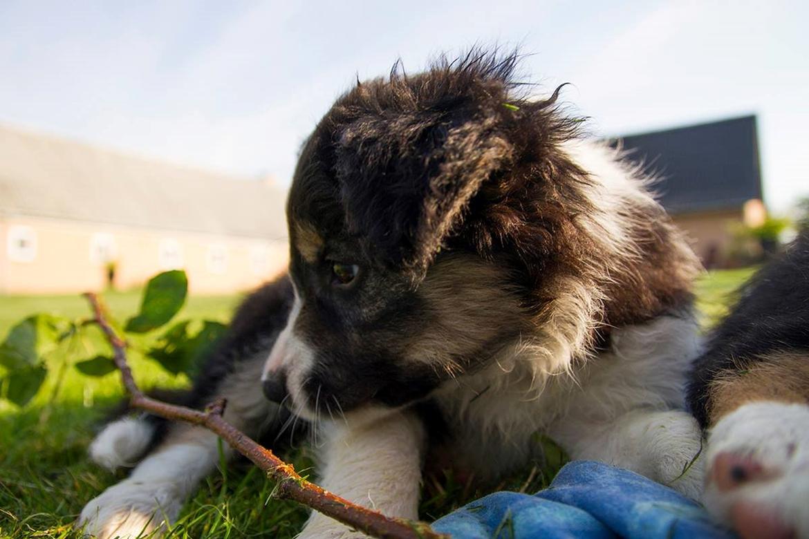 Border collie Zoom billede 10
