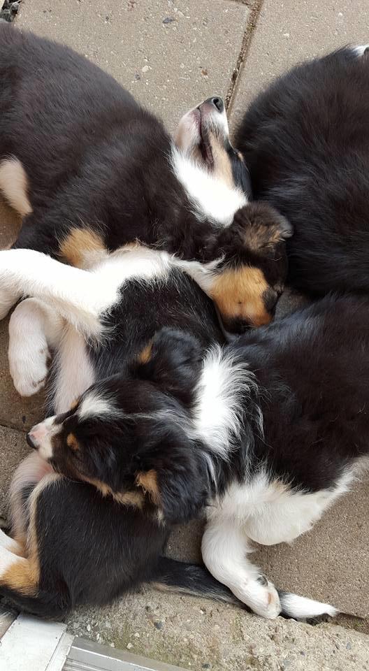 Border collie Zoom billede 11