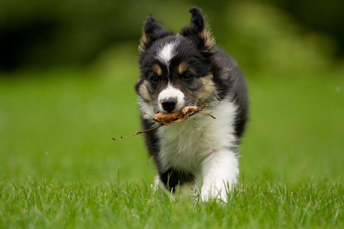 Border collie Zoom billede 1