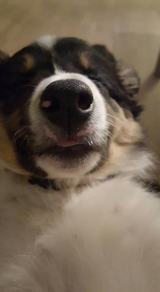 Border collie Zoom billede 12