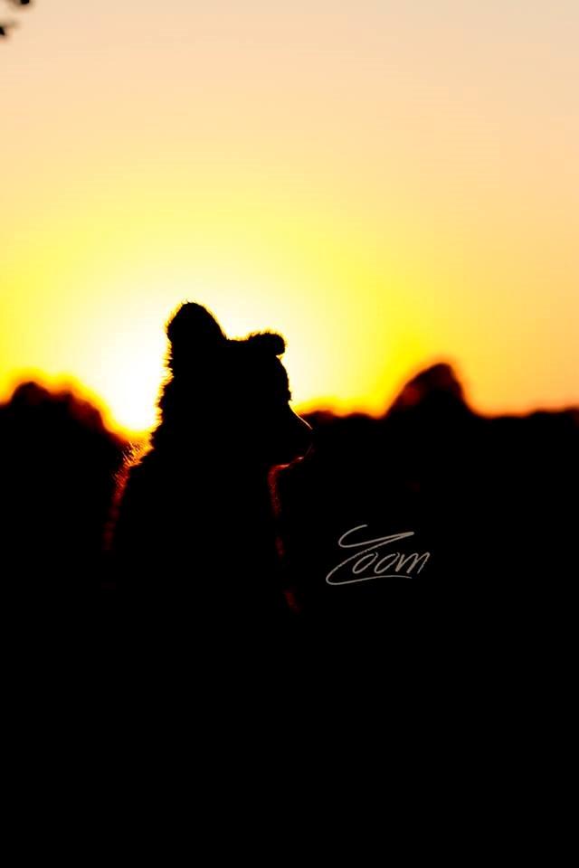 Border collie Zoom billede 2