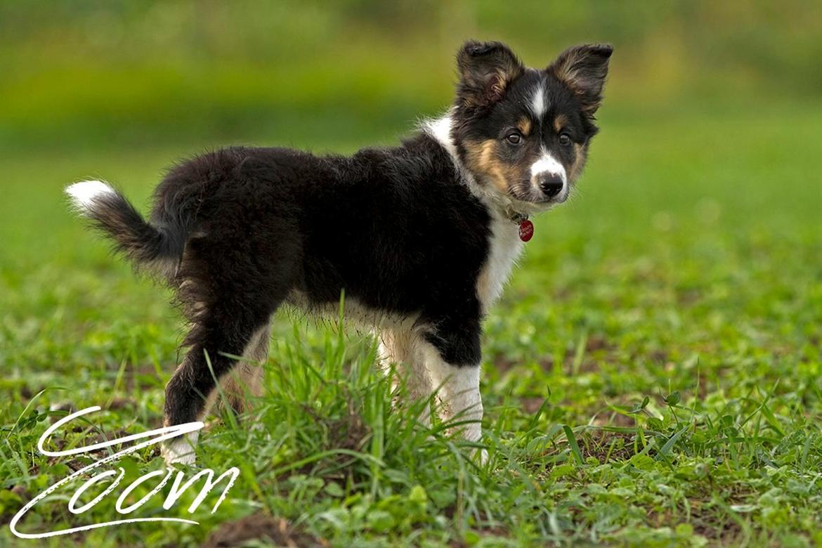 Border collie Zoom billede 5