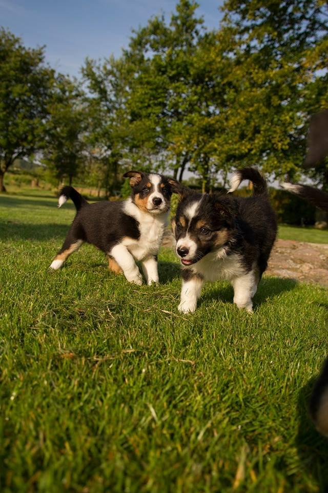 Border collie Zoom billede 8
