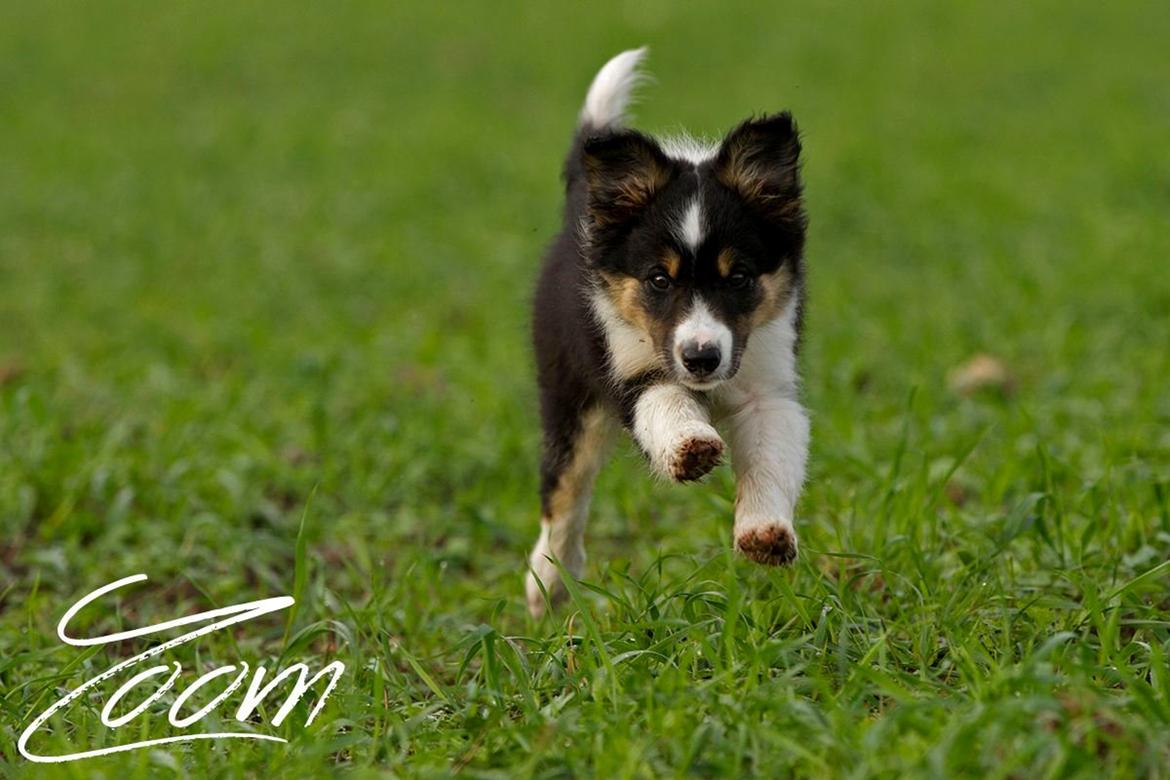 Border collie Zoom billede 3