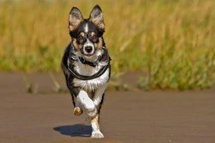 Border collie Zoom billede 4