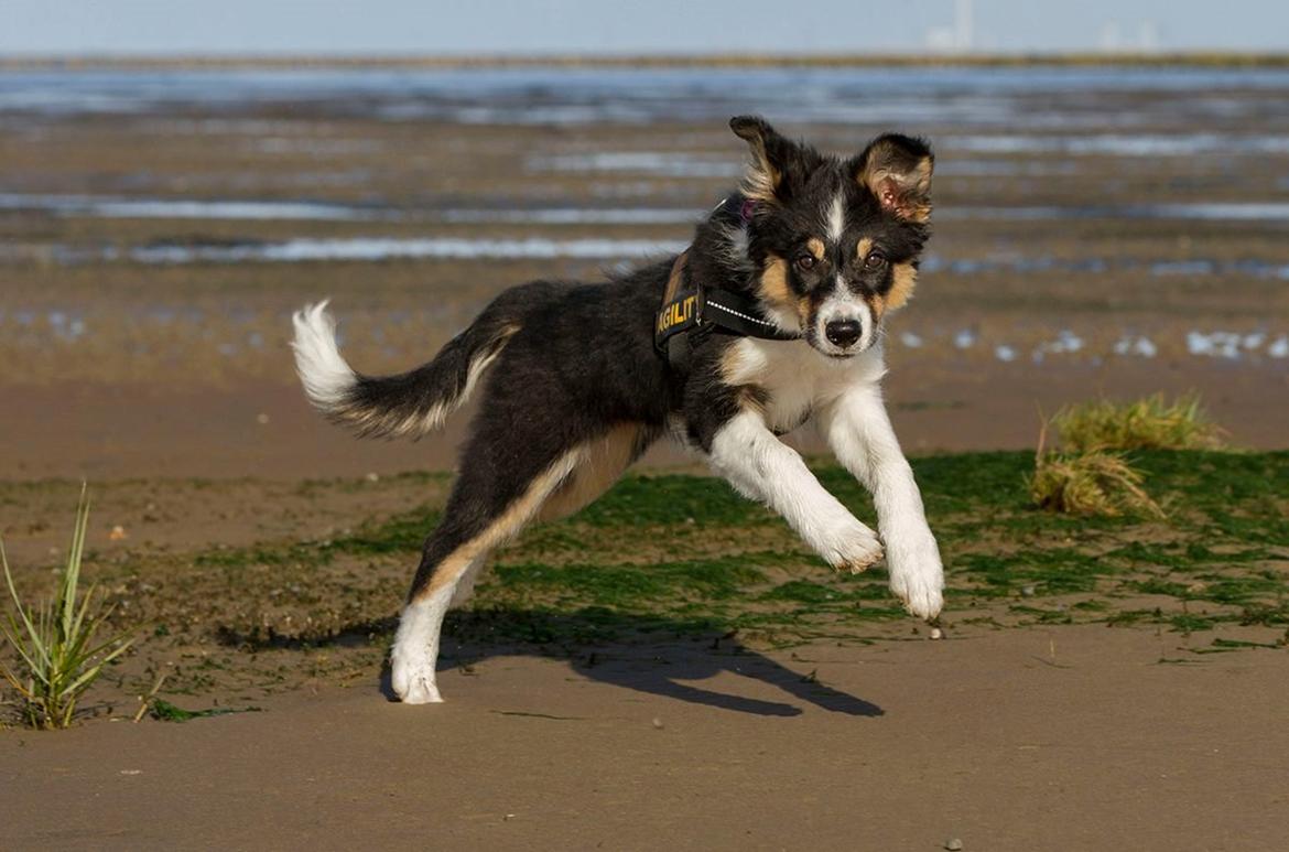 Border collie Zoom billede 14