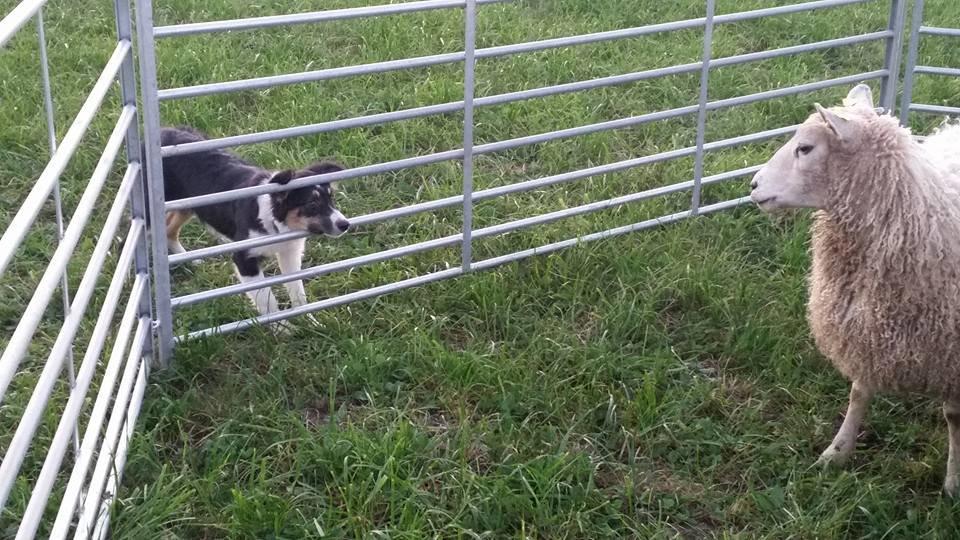 Border collie Zoom billede 15