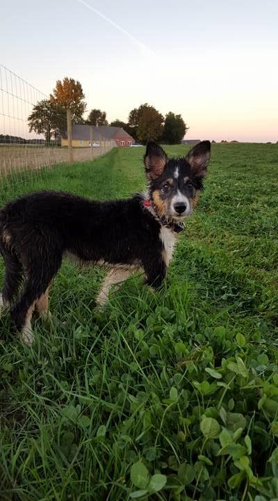 Border collie Zoom billede 16