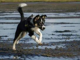 Border collie Zoom billede 17