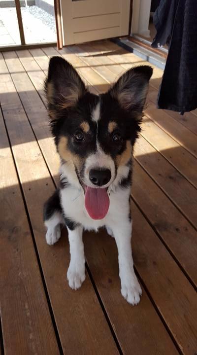 Border collie Zoom billede 18