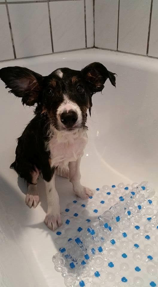 Border collie Zoom billede 13