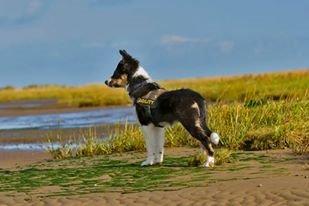 Border collie Zoom billede 6