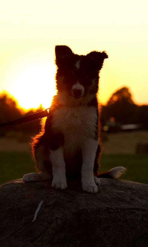 Border collie Zoom billede 19