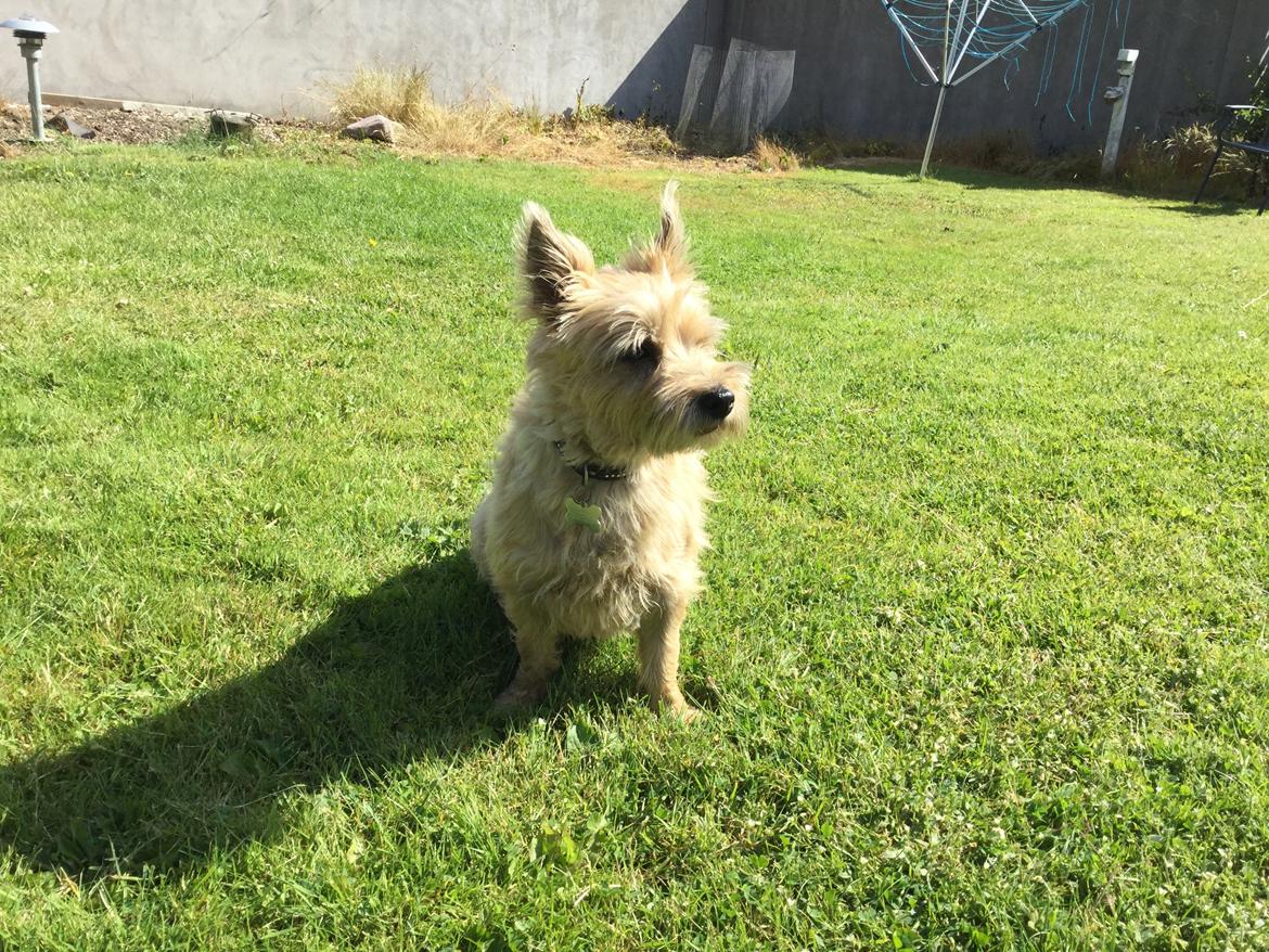 Cairn terrier Dixie billede 1