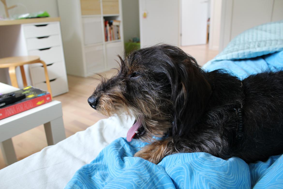 Dværggravhund Pablo (oprindeligt: Aastrupgaard Pax) billede 10