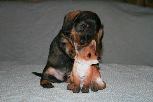 Dværggravhund Pablo (oprindeligt: Aastrupgaard Pax) billede 11