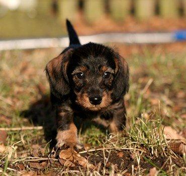 Dværggravhund Pablo (oprindeligt: Aastrupgaard Pax) billede 12