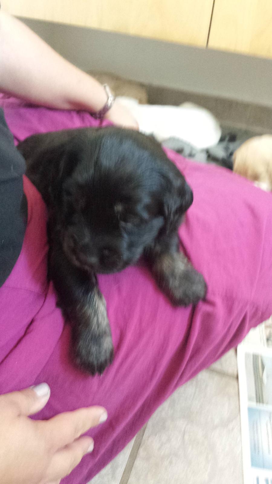 Blanding af racer Nela billede 2