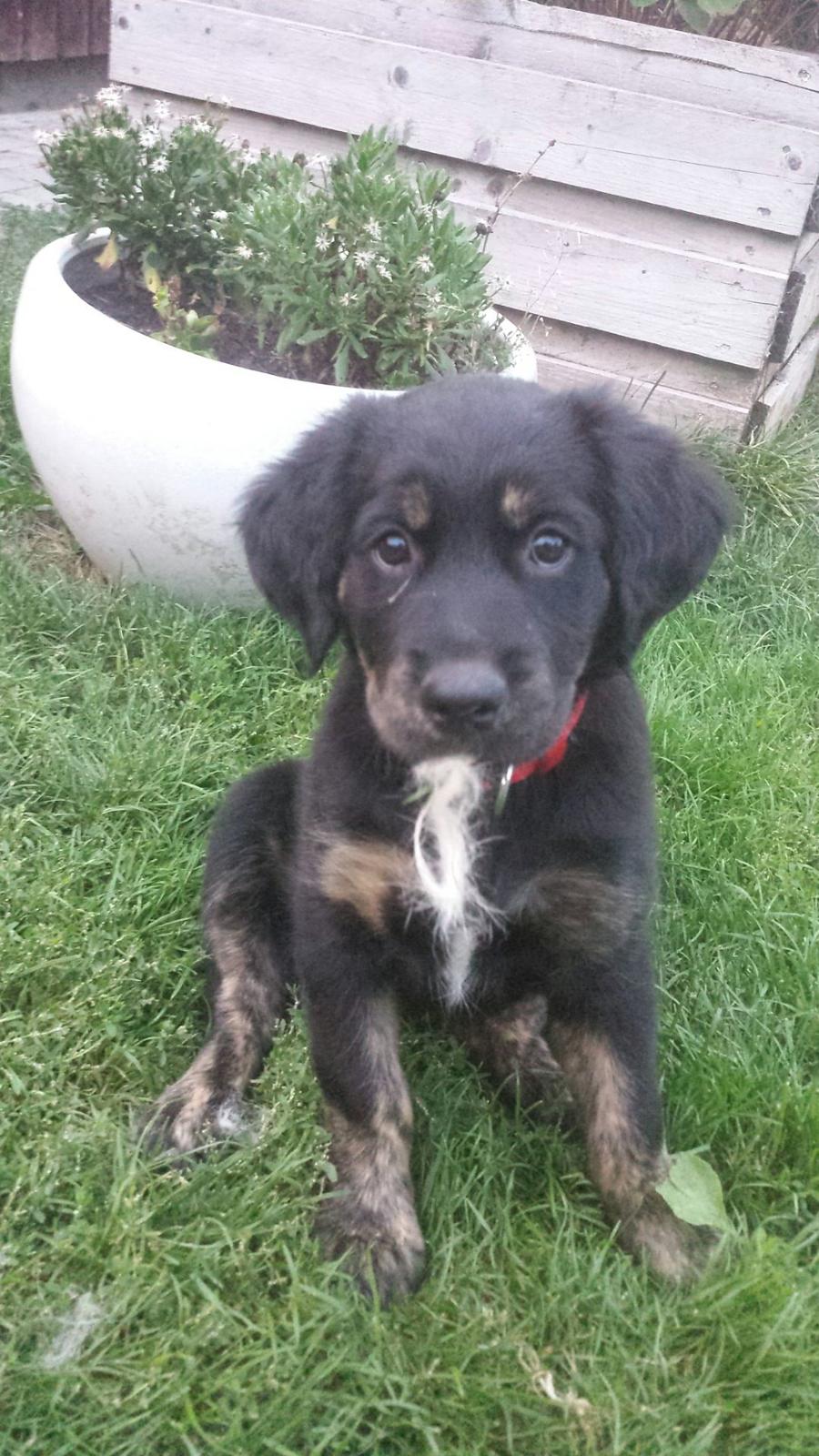 Blanding af racer Nela billede 4