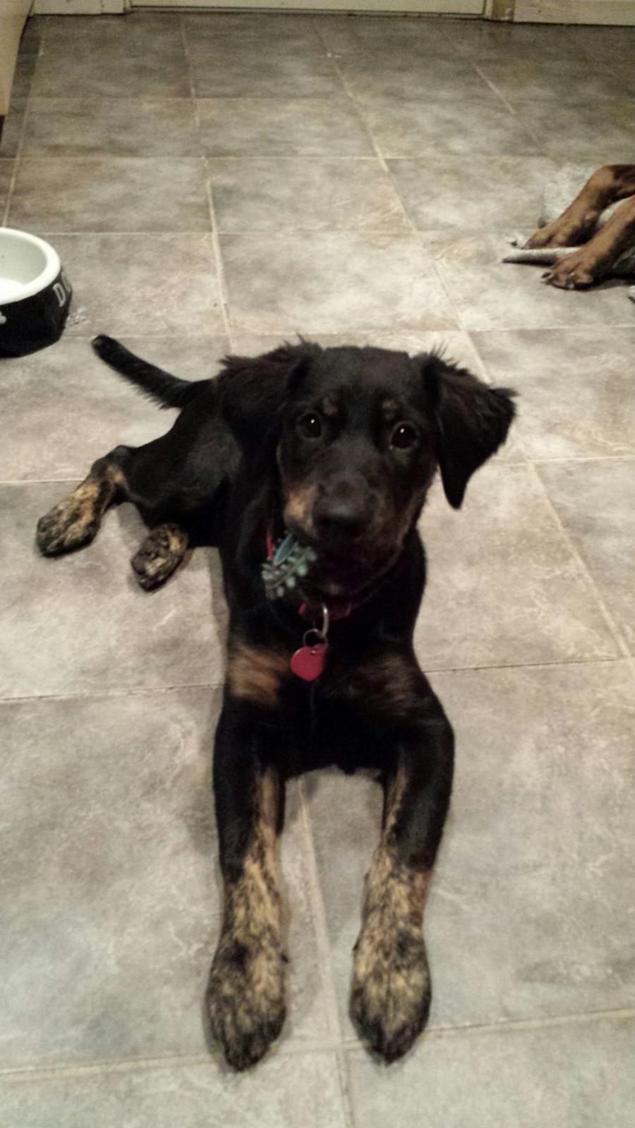 Blanding af racer Nela billede 6