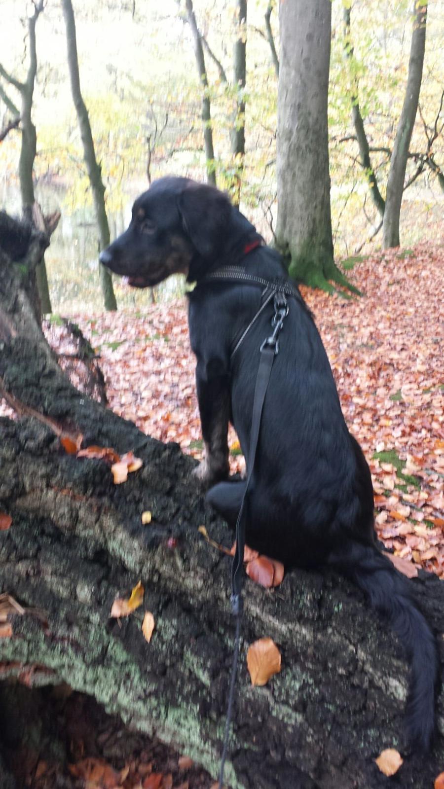 Blanding af racer Nela billede 1