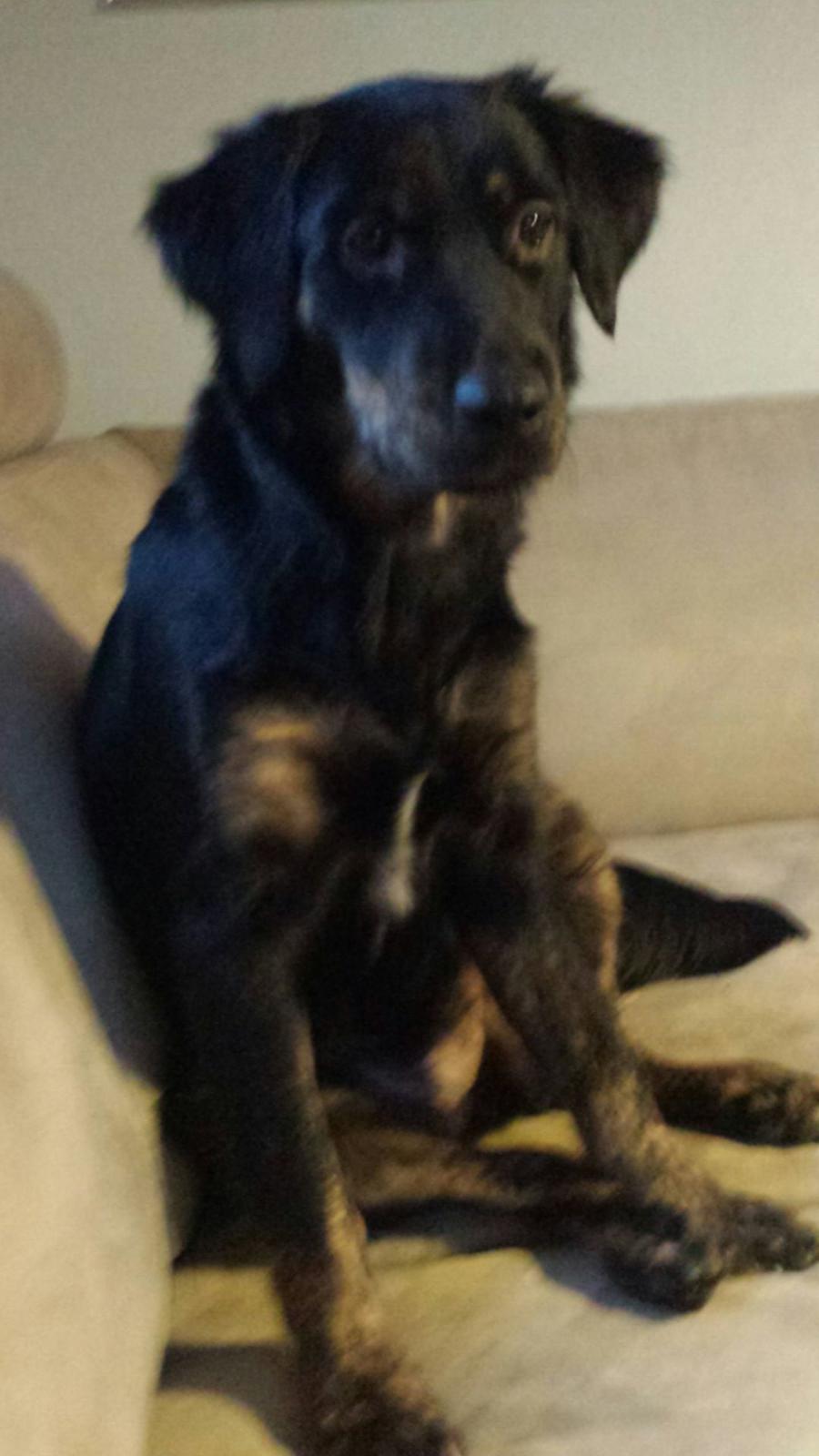 Blanding af racer Nela billede 5