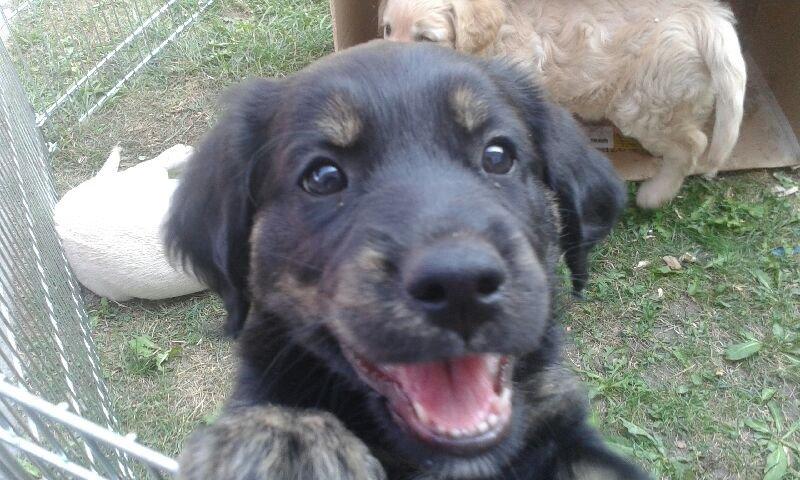 Blanding af racer Nela billede 3