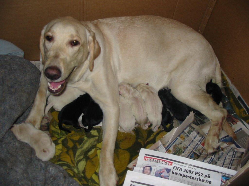 Blanding af racer Lulu billede 3