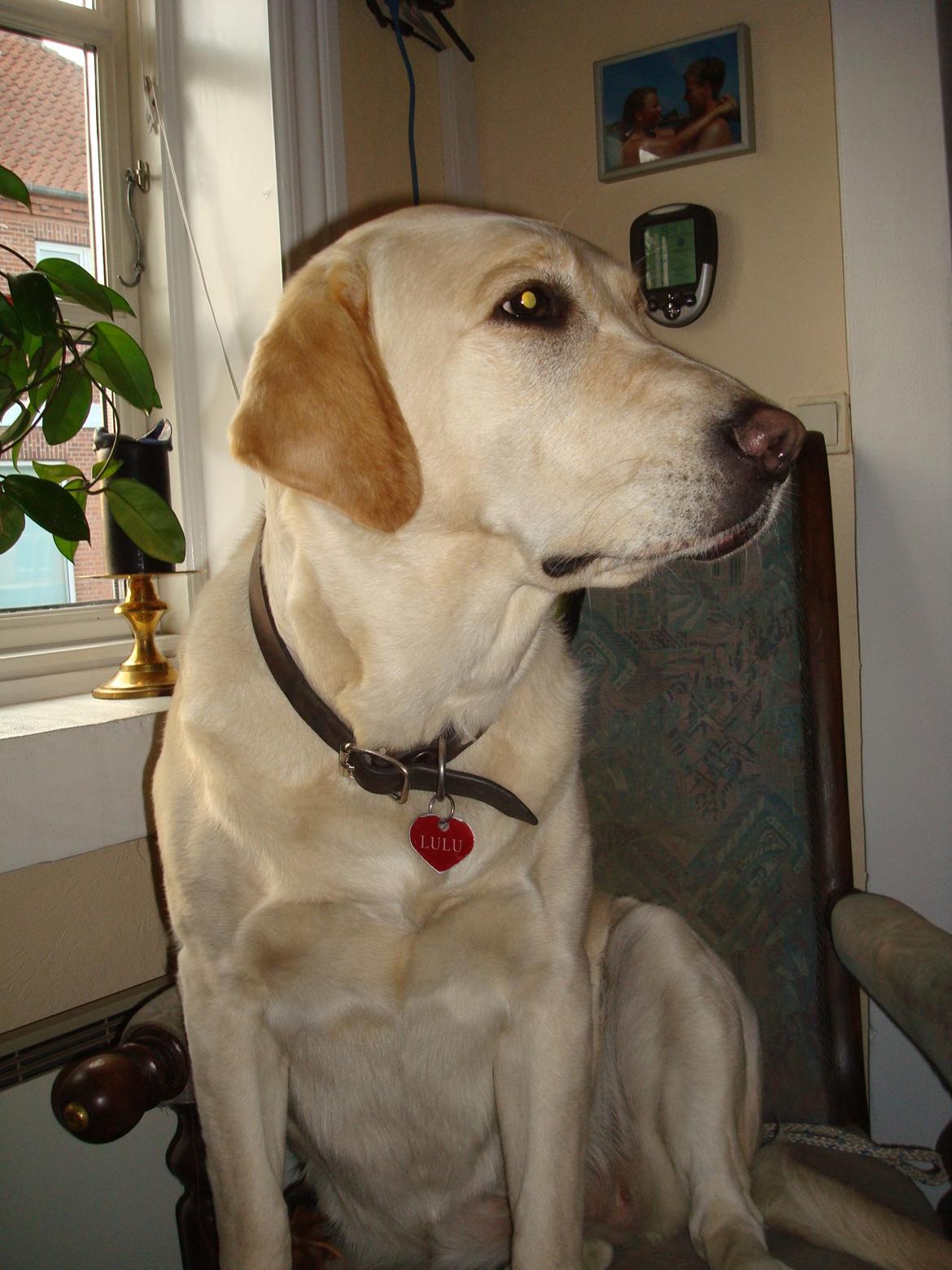 Blanding af racer Lulu billede 4