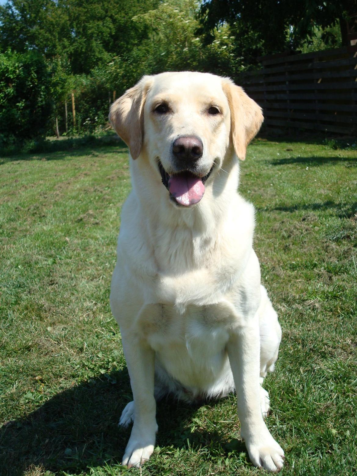 Blanding af racer Lulu billede 1