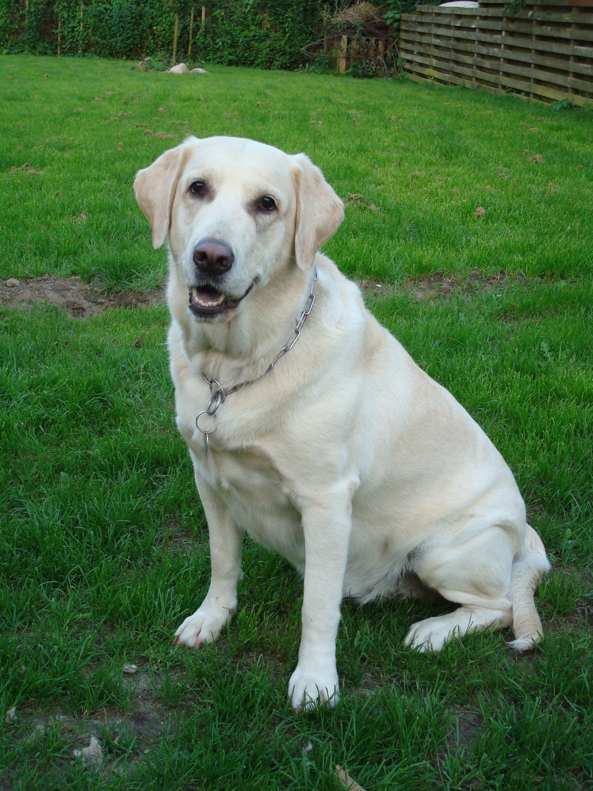 Blanding af racer Lulu billede 5