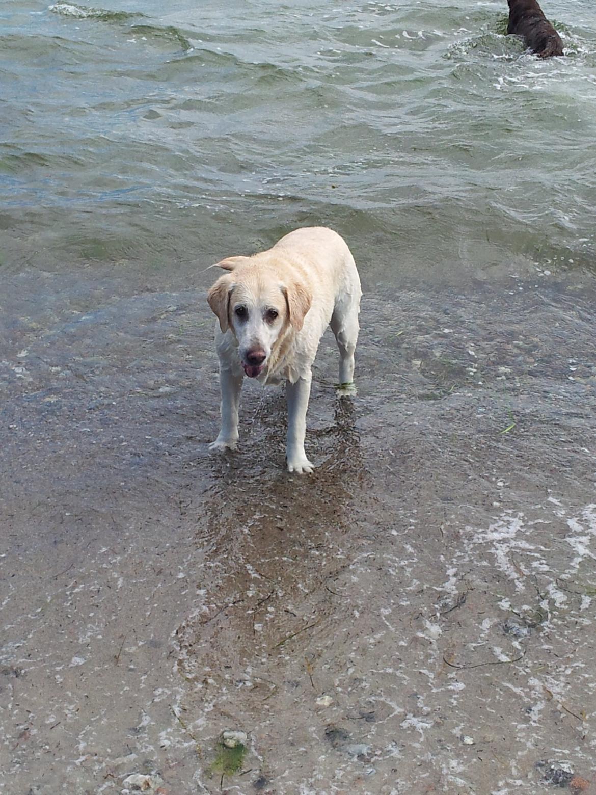 Blanding af racer Lulu billede 6