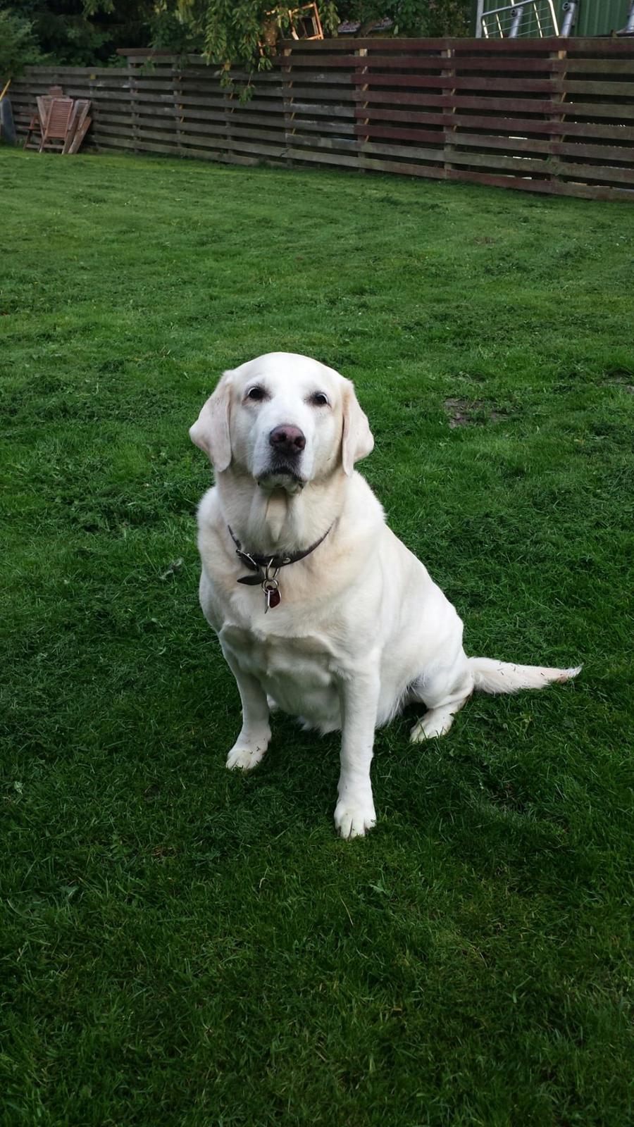 Blanding af racer Lulu billede 7