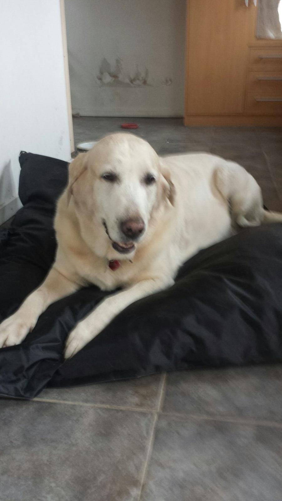 Blanding af racer Lulu billede 8