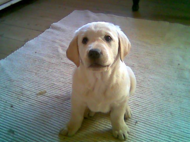 Blanding af racer Lulu billede 2