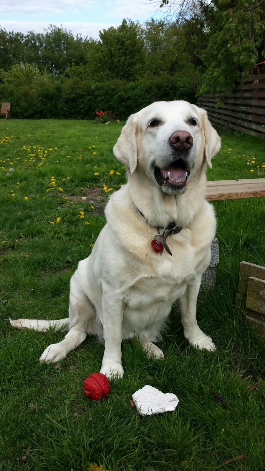 Blanding af racer Lulu billede 9