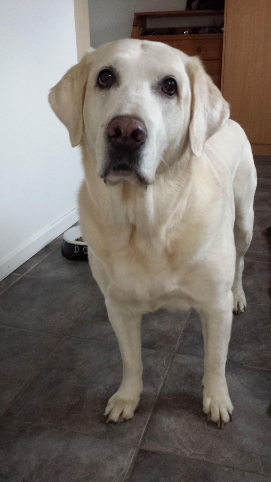 Blanding af racer Lulu billede 10