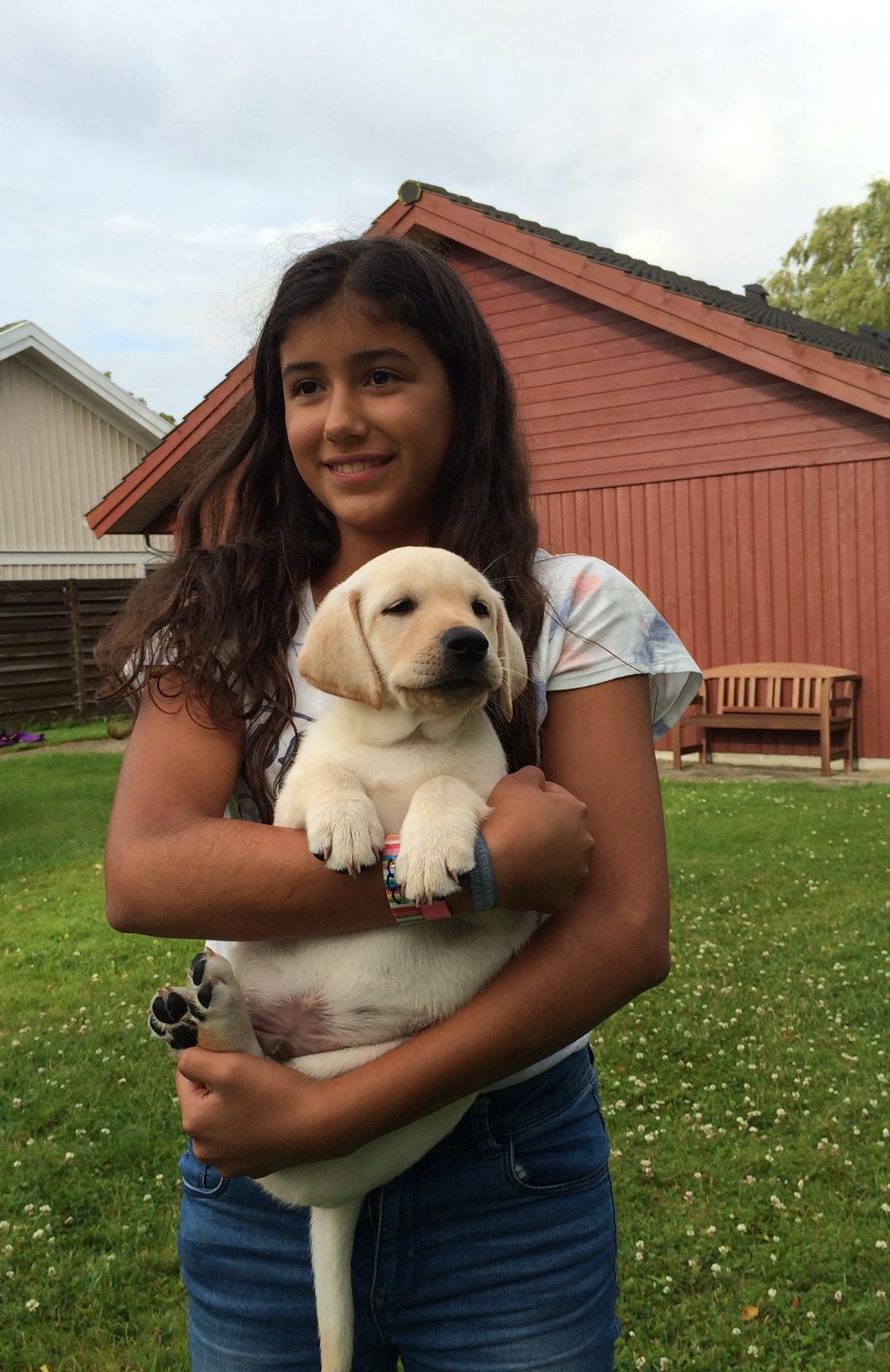 Labrador retriever Victor<3 billede 2