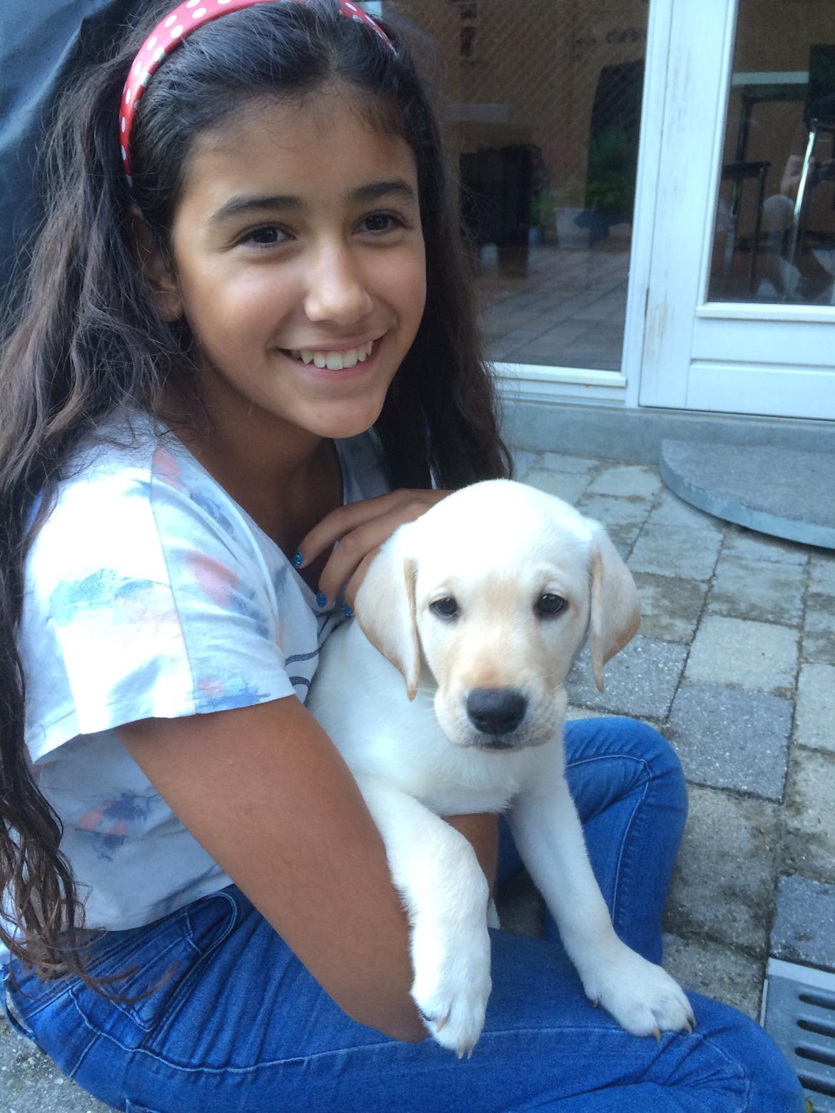 Labrador retriever Victor<3 billede 3