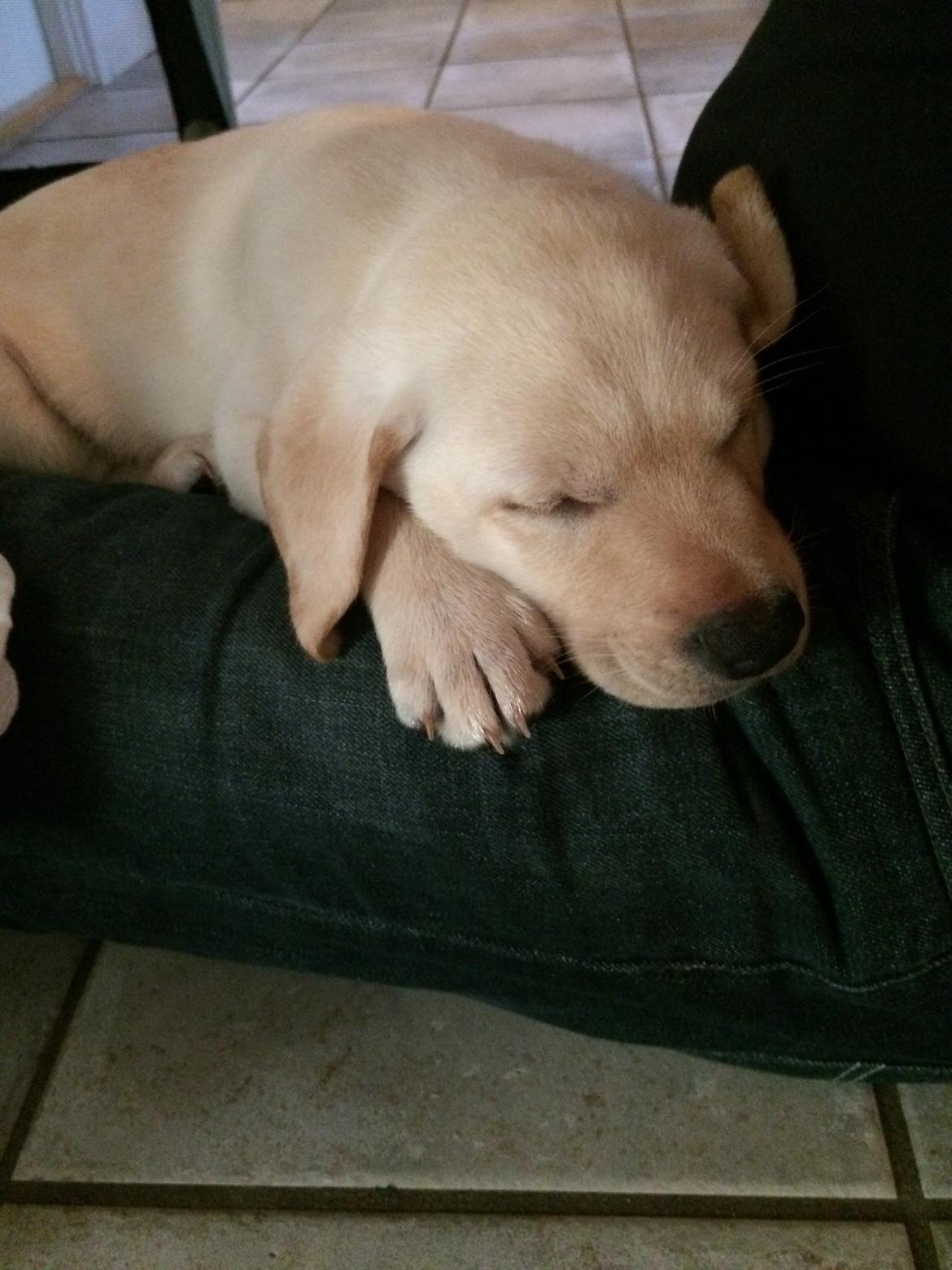 Labrador retriever Victor<3 - dagen efter vi fik ham💕 billede 4