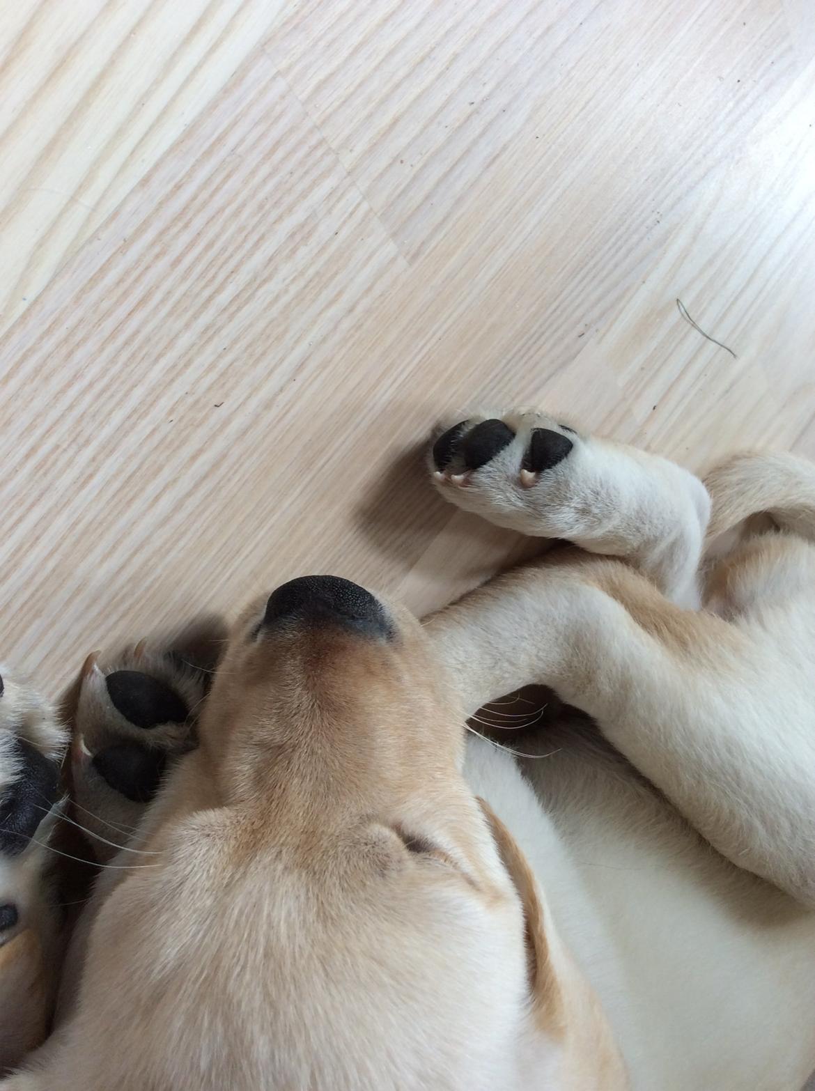 Labrador retriever Victor<3 - nice nice😹✌️👌🏼 billede 5