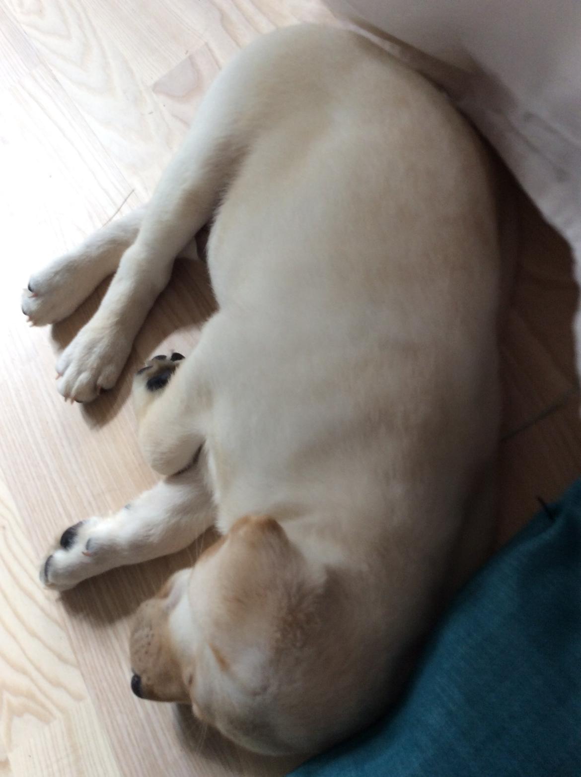 Labrador retriever Victor<3 - 💤💤 billede 8