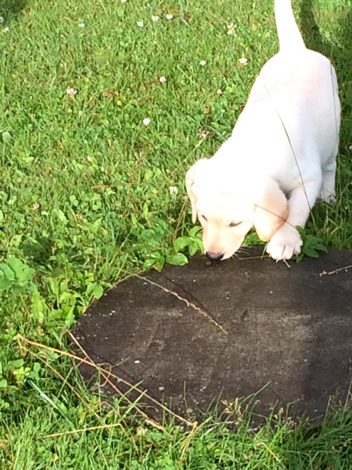 Labrador retriever Victor<3 - hjemme for første gang💚 billede 1