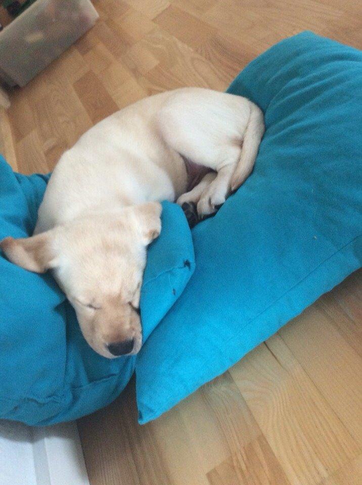 Labrador retriever Victor<3 billede 6