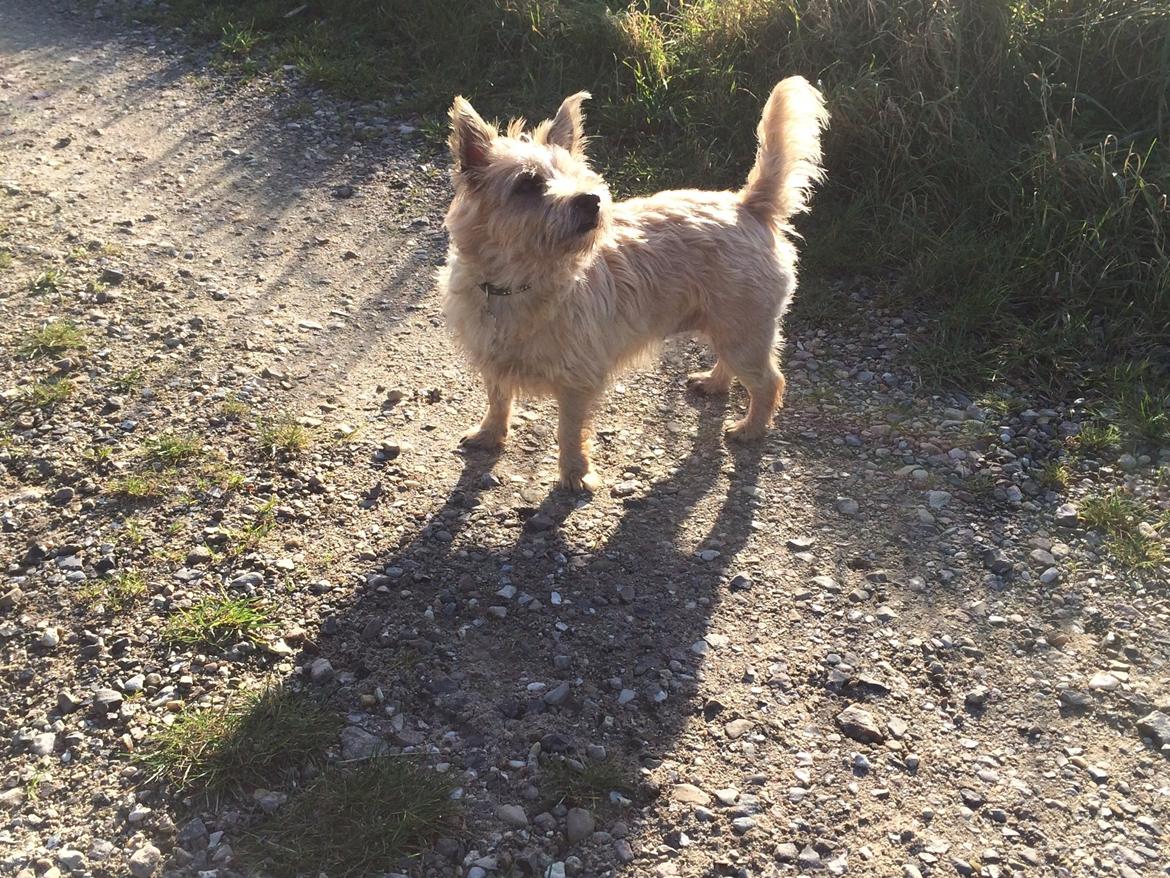 Cairn terrier Dixie billede 5