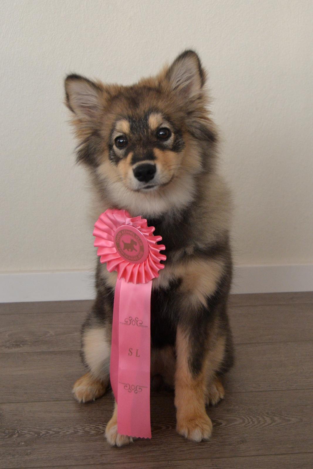 Finsk lapphund Silke  - Herning 2015 billede 34