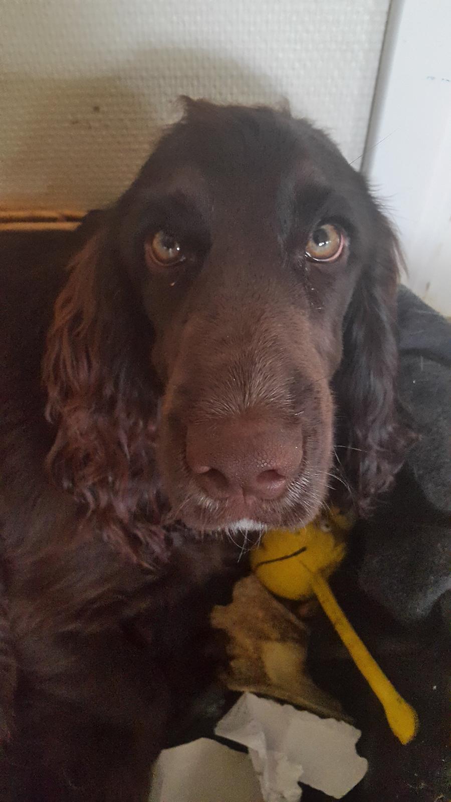 Cocker spaniel baily billede 2