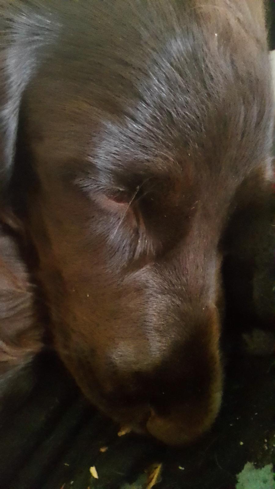 Cocker spaniel baily billede 3