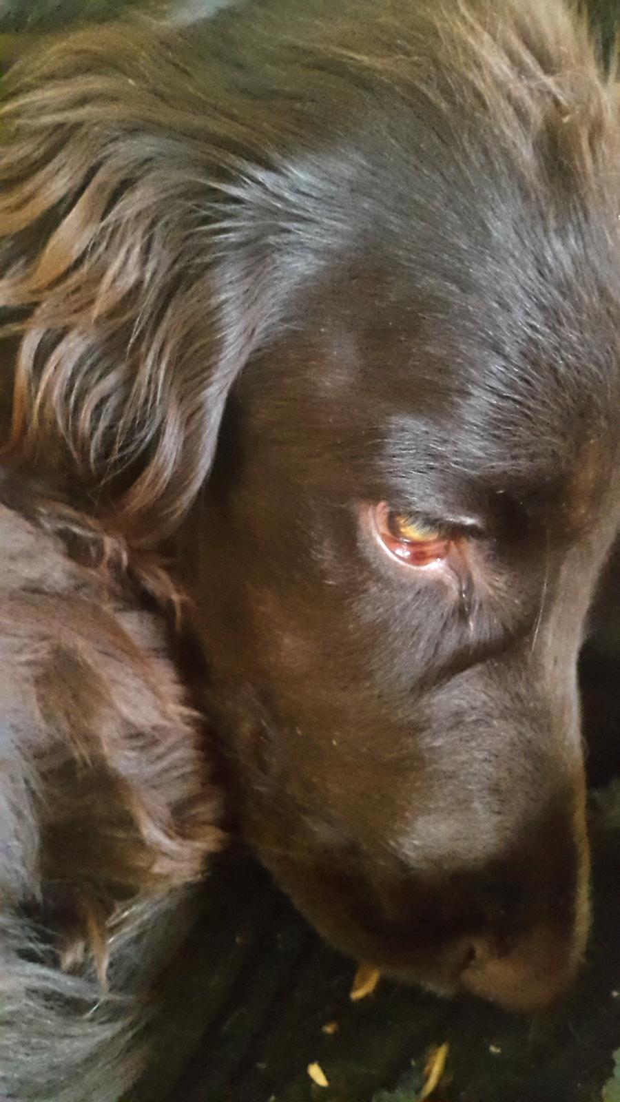 Cocker spaniel baily billede 4